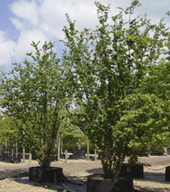 Hazel tree at the Hunt Museum Garden